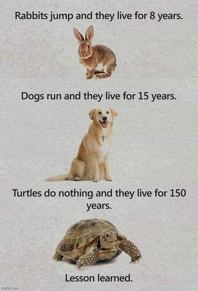 Democrats are a lot like turtles. And cockroaches. | image tagged in democrats,liberals,lazy sloth,lazy fat guy on the couch,bums,democratic socialism | made w/ Imgflip meme maker