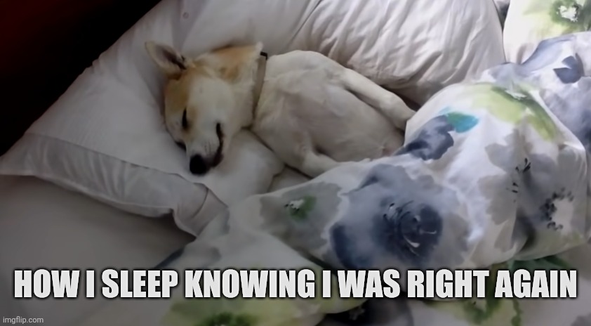 Sleeping Knowing I was Right | HOW I SLEEP KNOWING I WAS RIGHT AGAIN | image tagged in dogs,sleeping | made w/ Imgflip meme maker
