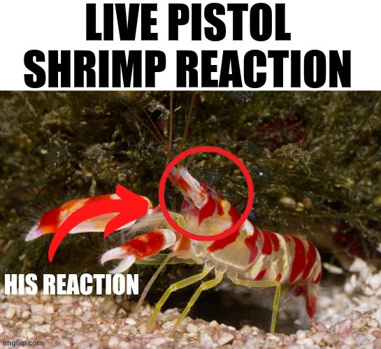 live pistol shrimp reaction | HIS REACTION | image tagged in live pistol shrimp reaction | made w/ Imgflip meme maker