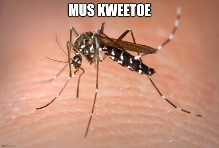 mosquito  | MUS KWEETOE | image tagged in mosquito | made w/ Imgflip meme maker