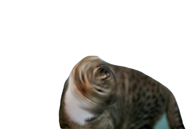 Cat Shaking Head Blank Meme Template