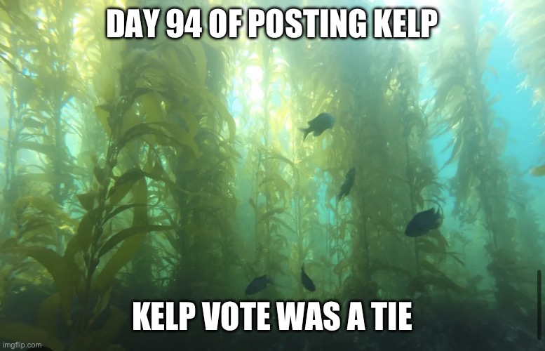 Kelp2 | DAY 94 OF POSTING KELP; KELP VOTE WAS A TIE | image tagged in kelp2 | made w/ Imgflip meme maker