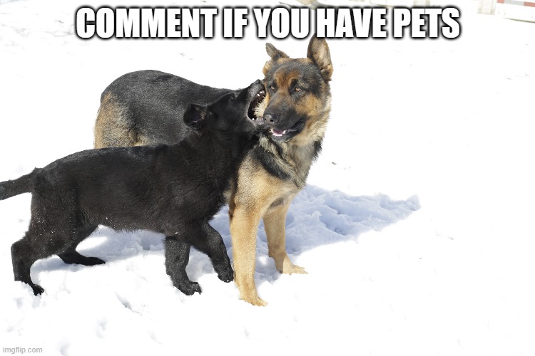 do you have pets? | COMMENT IF YOU HAVE PETS | image tagged in pets,dogs,cats,animals,cute,guinea pig | made w/ Imgflip meme maker
