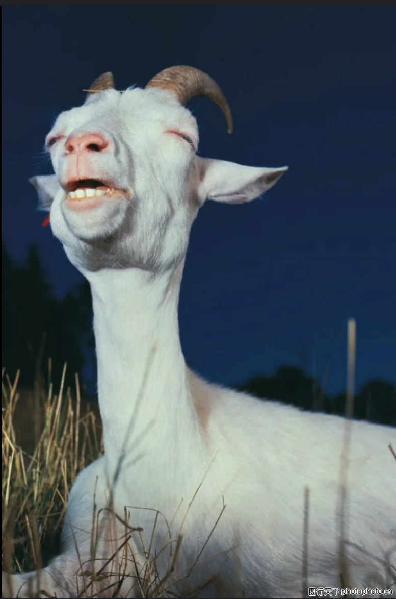 High Quality Stoned goat Blank Meme Template