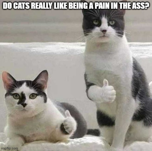 meme by Brad do cats really like being a pain in the ass? | DO CATS REALLY LIKE BEING A PAIN IN THE ASS? | image tagged in cats | made w/ Imgflip meme maker