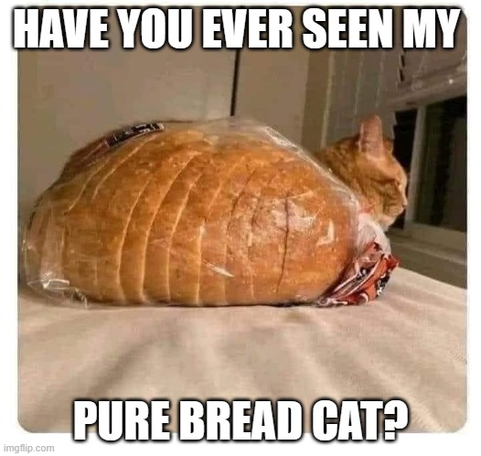 meme by Brad pure bread cat | HAVE YOU EVER SEEN MY; PURE BREAD CAT? | image tagged in cats | made w/ Imgflip meme maker