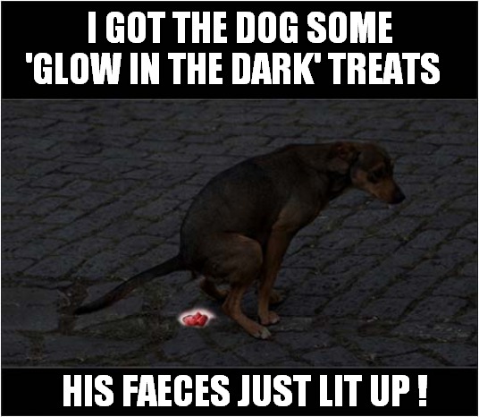A 'Stand Out' Gift ! | I GOT THE DOG SOME 'GLOW IN THE DARK' TREATS; HIS FAECES JUST LIT UP ! | image tagged in dogs,glow in the dark,treats | made w/ Imgflip meme maker