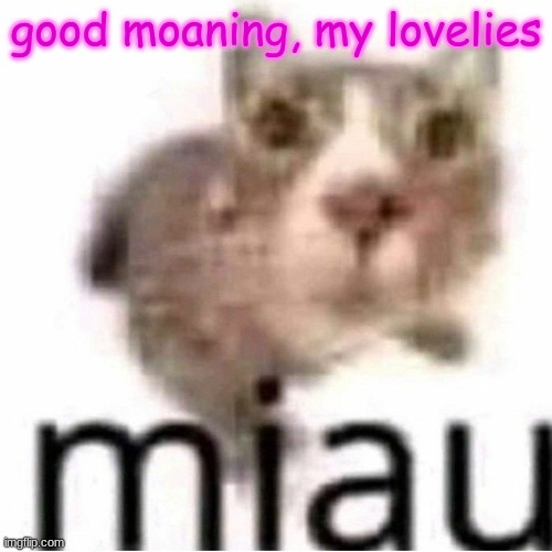 miau | good moaning, my lovelies | image tagged in miau | made w/ Imgflip meme maker