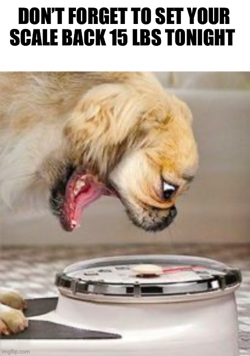 don’t forget lol | DON’T FORGET TO SET YOUR SCALE BACK 15 LBS TONIGHT | image tagged in dog scale,funny,thanksgiving,turn your scale back | made w/ Imgflip meme maker