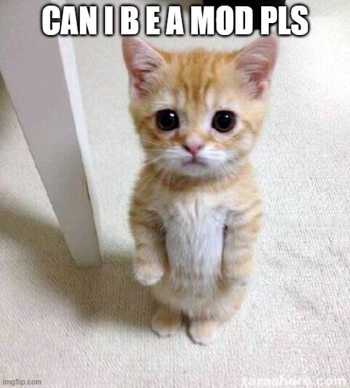 i would llike to be a  mod | CAN I B E A MOD PLS | image tagged in memes,cute cat | made w/ Imgflip meme maker