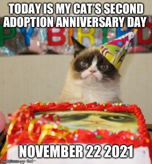 She is a cool cat | TODAY IS MY CAT’S SECOND ADOPTION ANNIVERSARY DAY; NOVEMBER 22 2021 | image tagged in memes,grumpy cat birthday,grumpy cat,cat | made w/ Imgflip meme maker