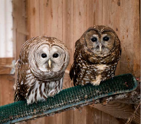 Barred Owl and Spotted Owl Blank Meme Template