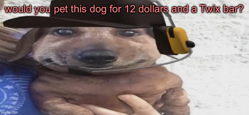 chucklenuts | would you pet this dog for 12 dollars and a Twix bar? | image tagged in chucklenuts | made w/ Imgflip meme maker