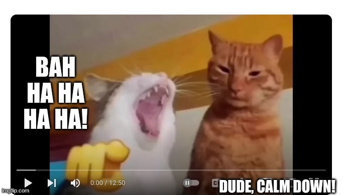 Im the orange cat when my friend laughs at something thats not at all funny (Upvote if you agree) | BAH HA HA HA HA! DUDE, CALM DOWN! | image tagged in funny cats | made w/ Imgflip meme maker