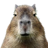 Capybara Meme Template