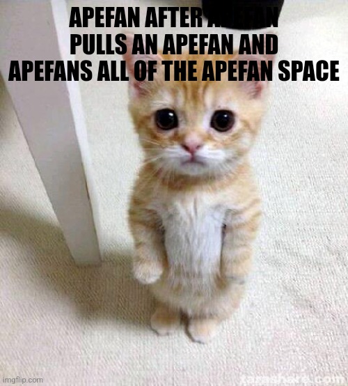 Cute Cat | APEFAN AFTER APEFAN PULLS AN APEFAN AND APEFANS ALL OF THE APEFAN SPACE | image tagged in memes,cute cat | made w/ Imgflip meme maker