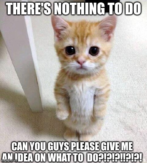 Cute Cat | THERE'S NOTHING TO DO; CAN YOU GUYS PLEASE GIVE ME AN IDEA ON WHAT TO  DO?!?!?!!?!?! | image tagged in memes,cute cat | made w/ Imgflip meme maker