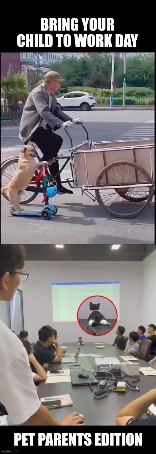 Bring your child to work day | image tagged in funny,dog,cat,animals | made w/ Imgflip meme maker