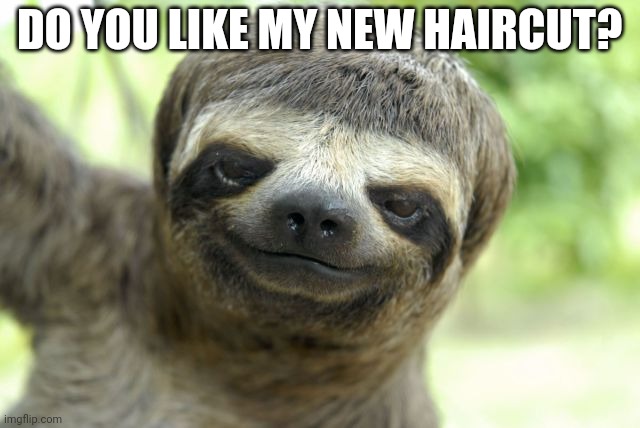 funny-pictures-without-captions-these-funny-animals-656-640-08-z | DO YOU LIKE MY NEW HAIRCUT? | image tagged in funny-pictures-without-captions-these-funny-animals-656-640-08-z | made w/ Imgflip meme maker