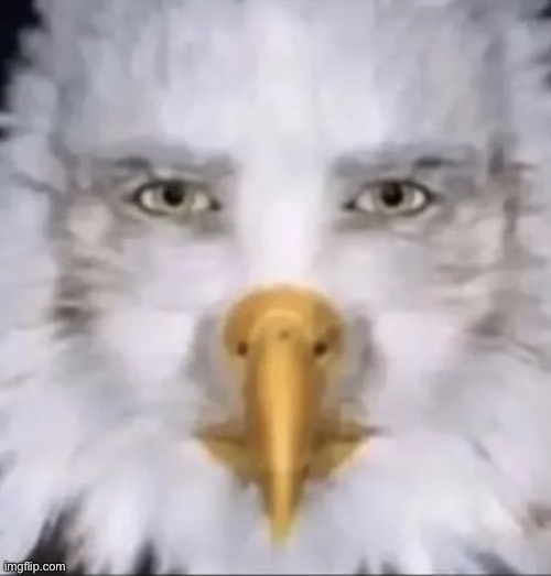 Staring eagle | image tagged in staring eagle | made w/ Imgflip meme maker