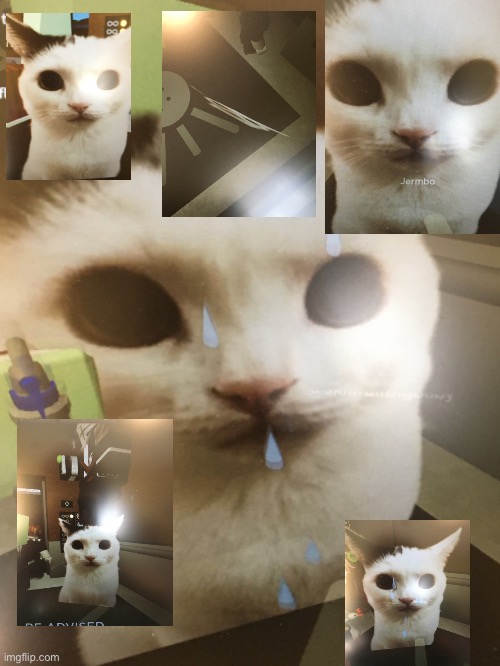 GUYS I SAW JERMBO *TEARS OF JOY* (sorry for bad quality) | image tagged in regretevator,jermbo,happy,cats,silly,jermby boi | made w/ Imgflip meme maker