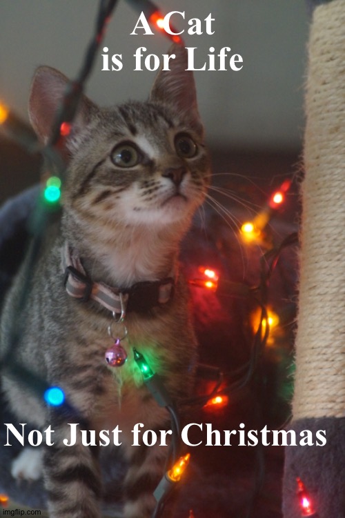 X mas adoption | A Cat is for Life; Not Just for Christmas | image tagged in adopt,kitten,christmas | made w/ Imgflip meme maker