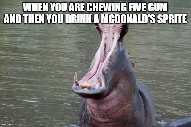 Hippo Mouth Open | WHEN YOU ARE CHEWING FIVE GUM AND THEN YOU DRINK A MCDONALD'S SPRITE | image tagged in hippo mouth open | made w/ Imgflip meme maker