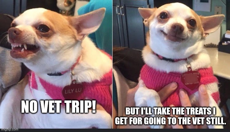 no!      yes!     dogie | BUT I'LL TAKE THE TREATS I GET FOR GOING TO THE VET STILL. NO VET TRIP! | image tagged in no yes dogie,veterinarian | made w/ Imgflip meme maker