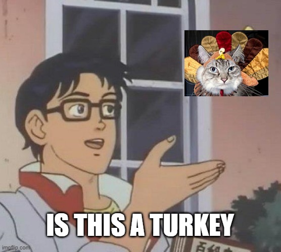 Turkey Cat | IS THIS A TURKEY | image tagged in memes,is this a pigeon,turkey,cat | made w/ Imgflip meme maker