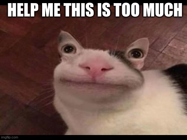 help | HELP ME THIS IS TOO MUCH | image tagged in cat,cursed | made w/ Imgflip meme maker
