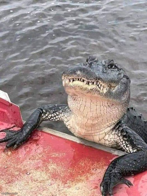 High Quality Alligator fishing Blank Meme Template