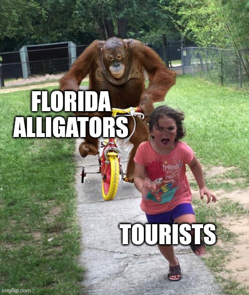 Orangutan chasing girl on a tricycle | FLORIDA ALLIGATORS; TOURISTS | image tagged in orangutan chasing girl on a tricycle | made w/ Imgflip meme maker