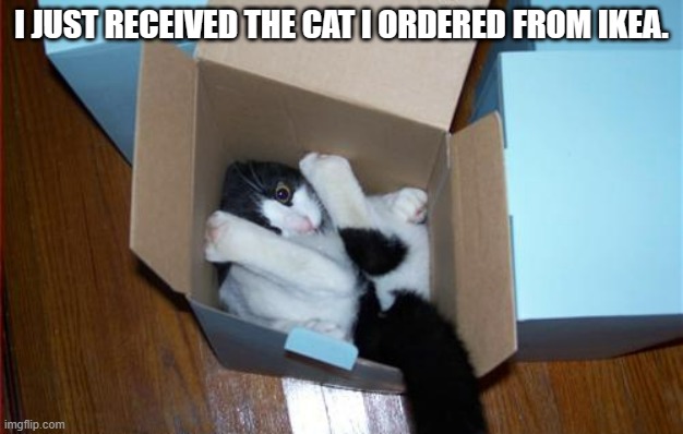 meme by Brad my cat from IKEA | I JUST RECEIVED THE CAT I ORDERED FROM IKEA. | image tagged in cats | made w/ Imgflip meme maker