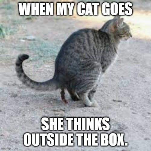 meme by Brad my cat thinks outside the box | WHEN MY CAT GOES; SHE THINKS OUTSIDE THE BOX. | image tagged in cats | made w/ Imgflip meme maker