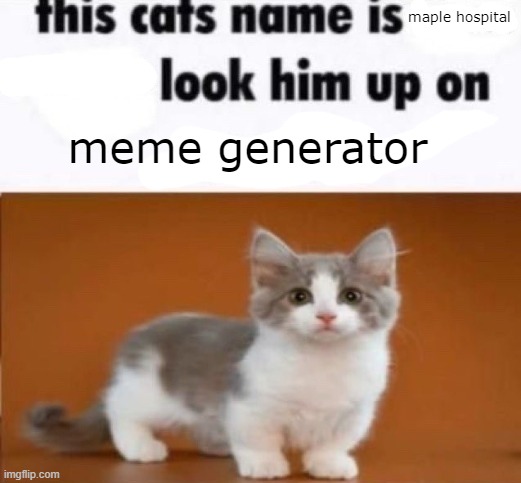 lala: i looked at it and thats why roblox is dying. | maple hospital; meme generator | image tagged in this cats name is x look him up on google,dont actually look it up bro,im tryna save u bro dont | made w/ Imgflip meme maker