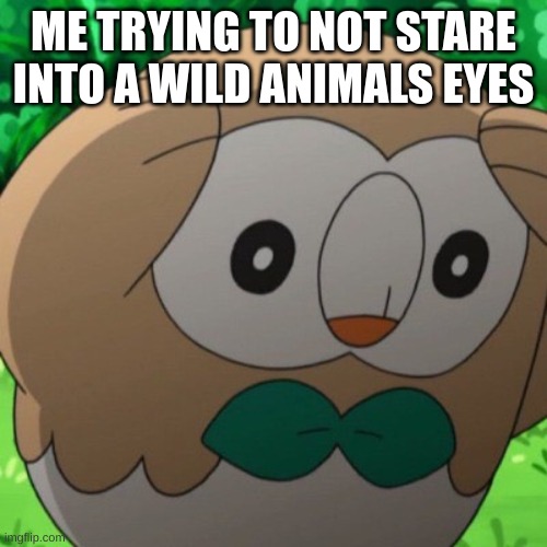 DON'T STARE | ME TRYING TO NOT STARE INTO A WILD ANIMALS EYES | image tagged in rowlet meme template | made w/ Imgflip meme maker