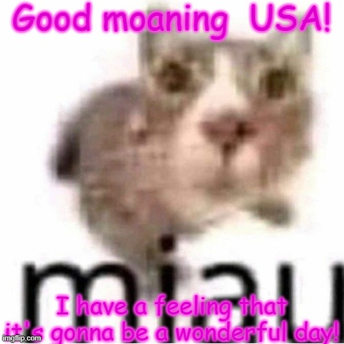 heheheha | Good moaning  USA! I have a feeling that it's gonna be a wonderful day! | image tagged in miau | made w/ Imgflip meme maker