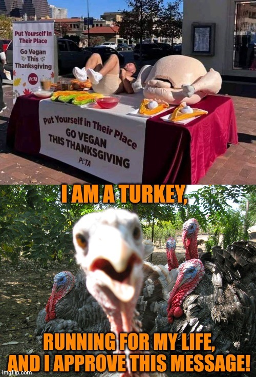 When people get dumber than turkeys | image tagged in turkey day,vegans,stupid people,turkeys,happy thanksgiving | made w/ Imgflip meme maker