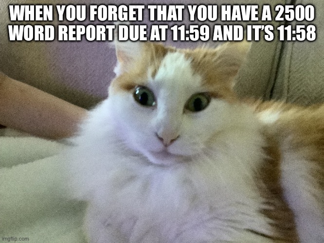 That’s gotta hurt | WHEN YOU FORGET THAT YOU HAVE A 2500 WORD REPORT DUE AT 11:59 AND IT’S 11:58 | image tagged in cat,report,memes | made w/ Imgflip meme maker