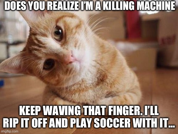 Confused cat | DOES YOU REALIZE I’M A KILLING MACHINE; KEEP WAVING THAT FINGER. I’LL RIP IT OFF AND PLAY SOCCER WITH IT… | image tagged in confused cat | made w/ Imgflip meme maker
