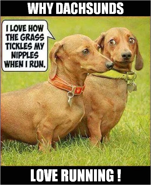 Running Across The Field ! | WHY DACHSUNDS; LOVE RUNNING ! | image tagged in dogs,daschund,running,tickles | made w/ Imgflip meme maker