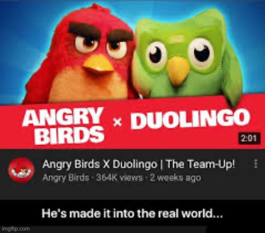 Angry duolingo | image tagged in angry birds,duolingo | made w/ Imgflip meme maker