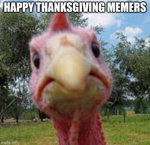 Happy thanksgiving | HAPPY THANKSGIVING MEMERS | image tagged in turkey | made w/ Imgflip meme maker