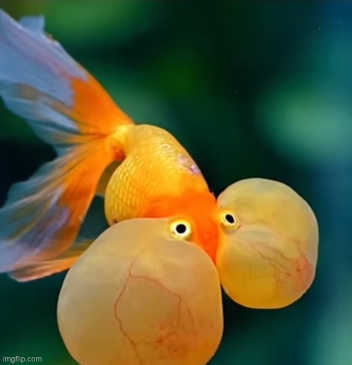 Fish holding in laugh | image tagged in fish holding in laugh | made w/ Imgflip meme maker