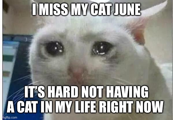 crying cat | I MISS MY CAT JUNE; IT’S HARD NOT HAVING A CAT IN MY LIFE RIGHT NOW | image tagged in crying cat | made w/ Imgflip meme maker