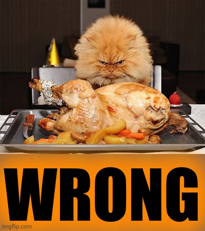 Cat looking at chicken | WRONG | image tagged in cat looking at chicken | made w/ Imgflip meme maker