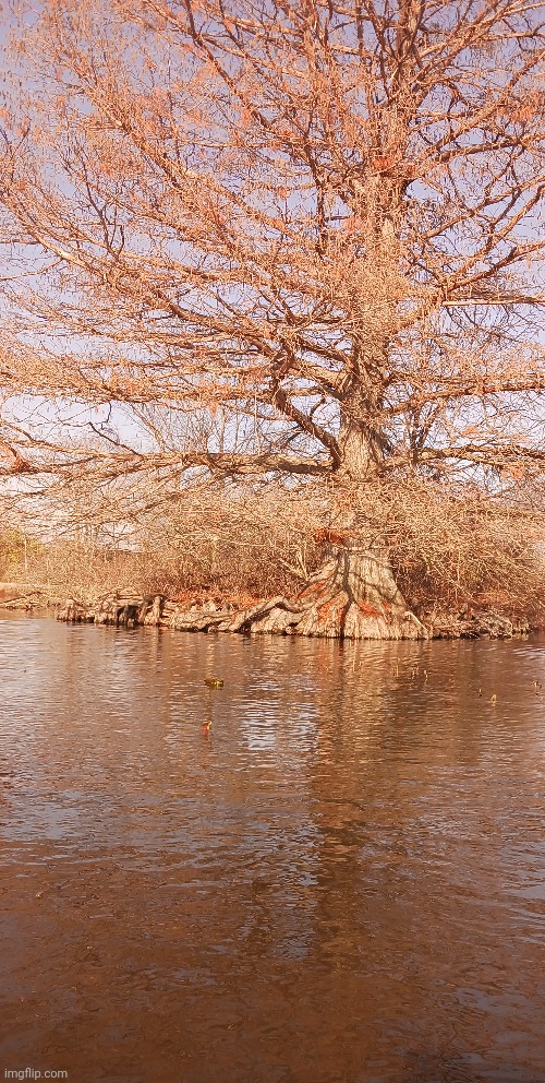 TREE ON THE LAKE | image tagged in tree,lake,kayak | made w/ Imgflip meme maker