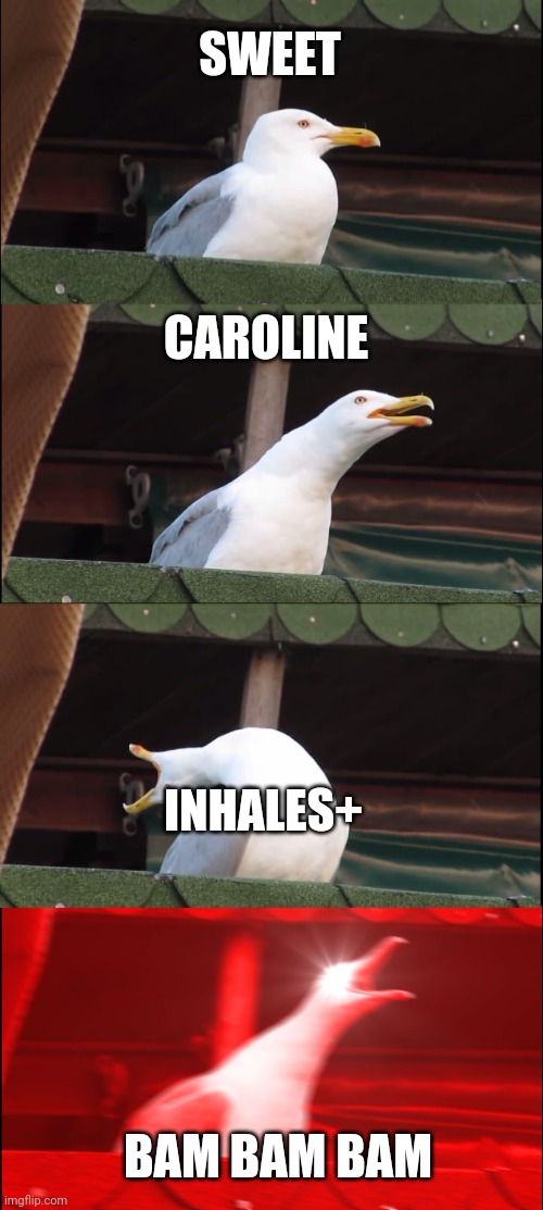 Inhaling Seagull | SWEET; CAROLINE; INHALES+; BAM BAM BAM | image tagged in memes,inhaling seagull | made w/ Imgflip meme maker