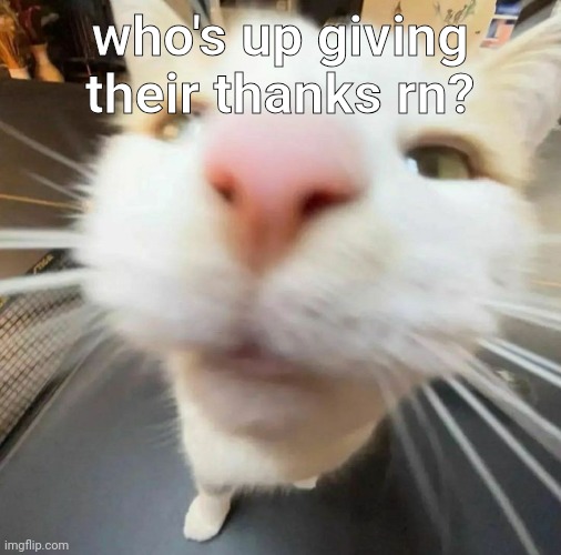 tg | who's up giving their thanks rn? | image tagged in blehh cat | made w/ Imgflip meme maker