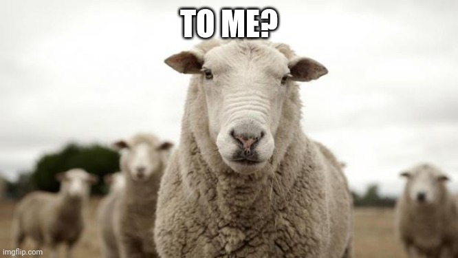 Sheep | TO ME? | image tagged in sheep | made w/ Imgflip meme maker